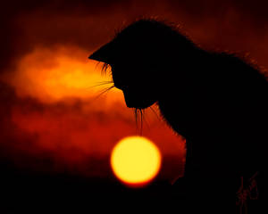 Kitty on Sunset