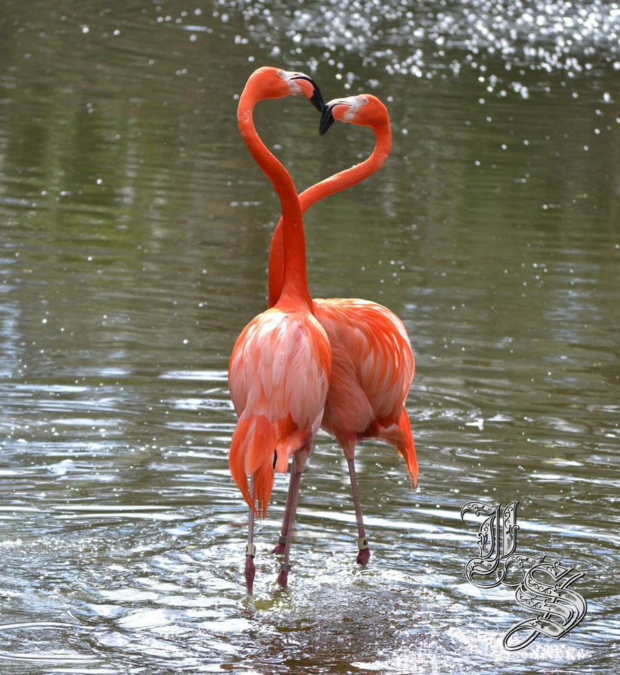 Flamingo Heart