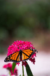 Monarch Butterfly 2