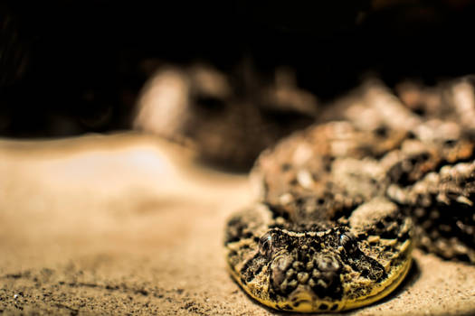 Puff Adder