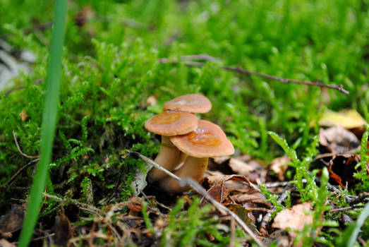 Little Brown Mushrooms