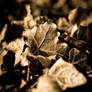 Sepia Leaves