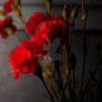 Cut Carnations in B and W