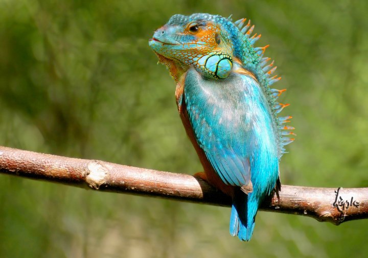 Birdizard