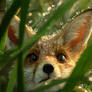 The Dewdrop Fox: Gaze of the Morning Grass