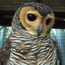 Owl with Purple Eye-liner
