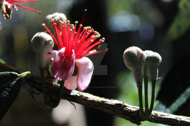 Feijoa Flower