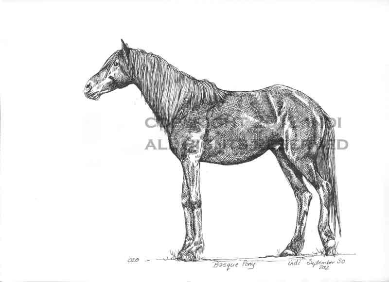 Basque Pony 020 by SarmatianWarrior on DeviantArt