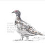 RockPtarmigan036