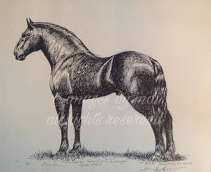 Percheron Stallion  Dragon  Born in 1904