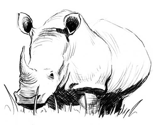 Rhino