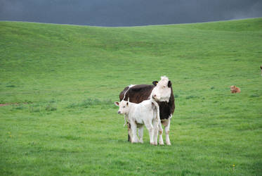 Decorative cows