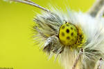 Orange tip, green gaze by erezmarom