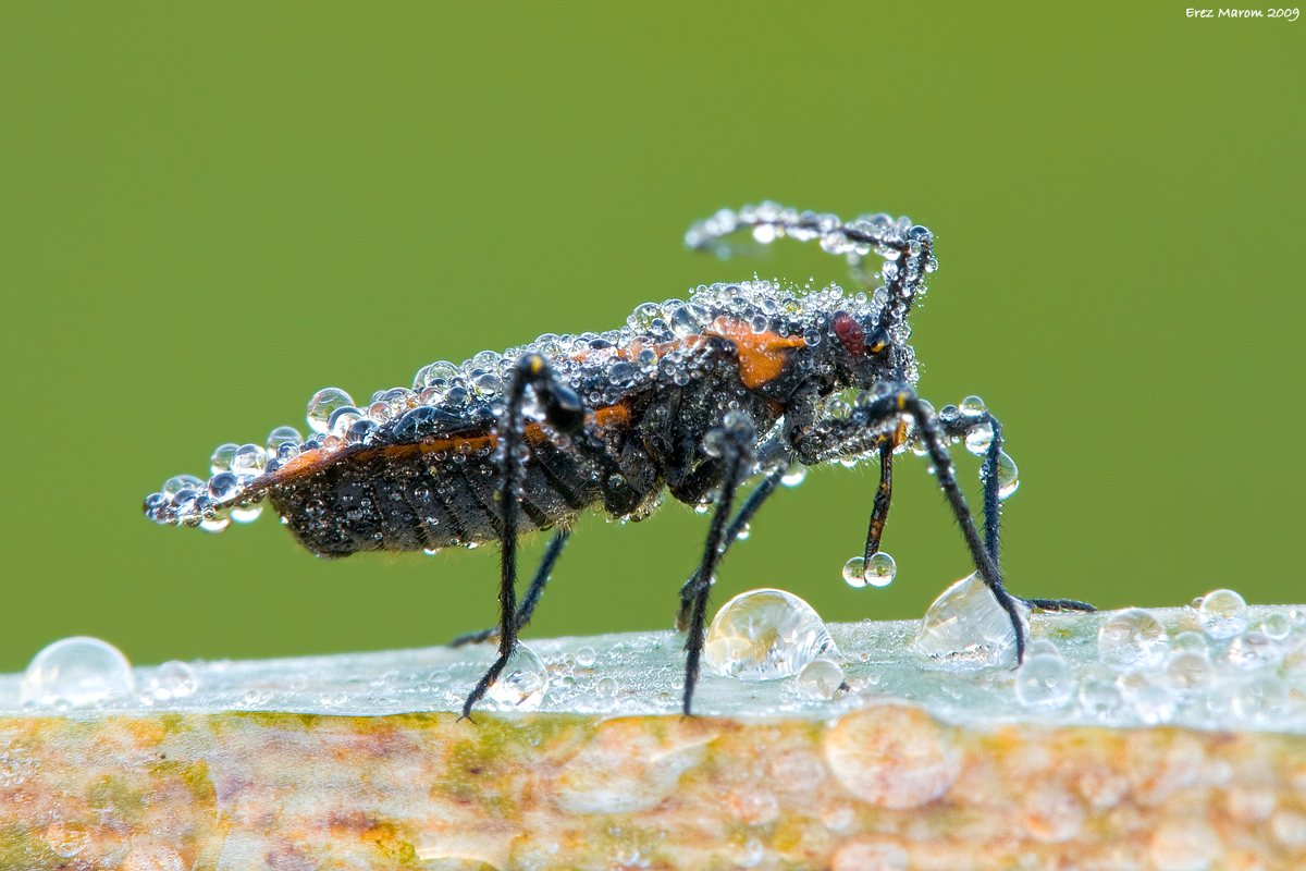 Wet Wet Wet by erezmarom