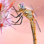 Dragonfly Profile I