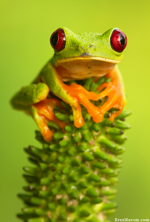 Court of the Crimson King