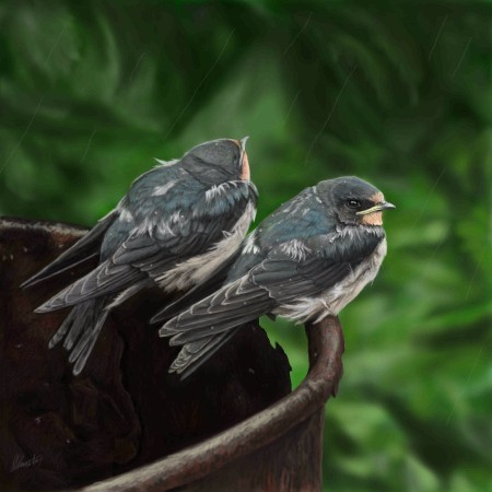 Fledgeling swallows