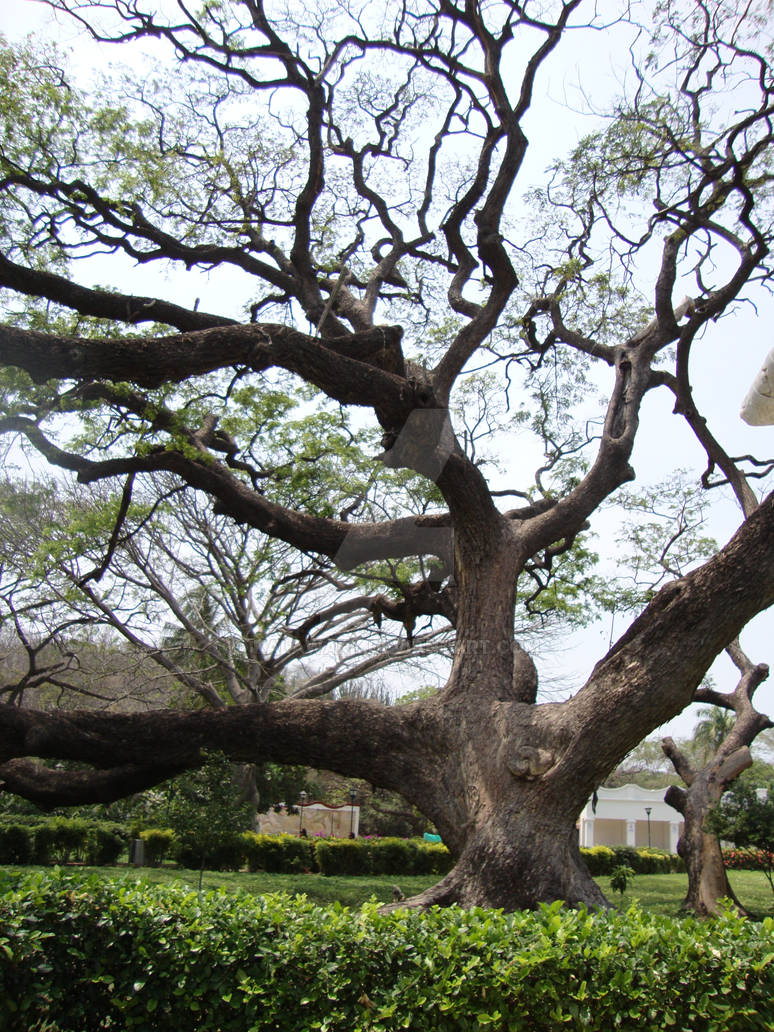 Korean Tree by KALAWARK on DeviantArt