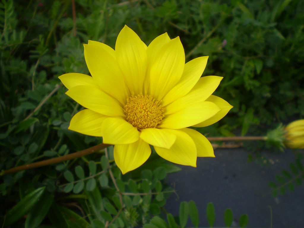 yellow flower