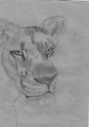 Lioness Drawing