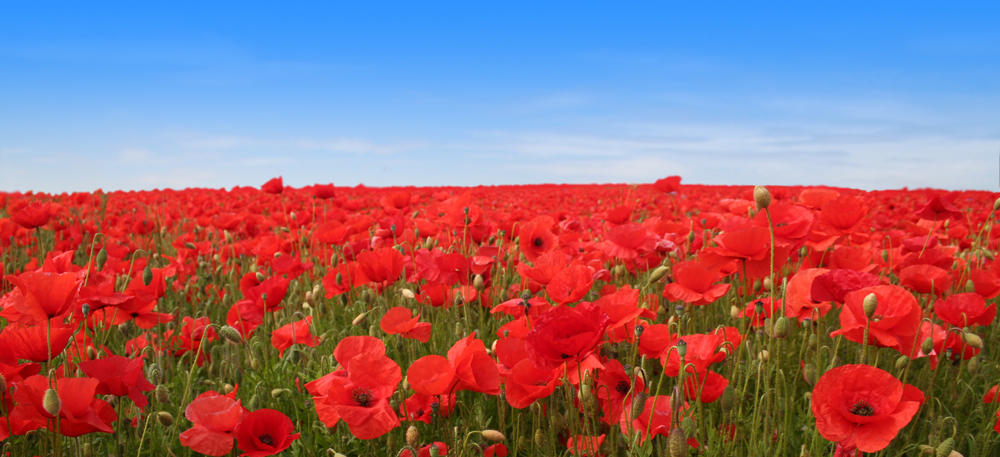 A1 Poppy Field