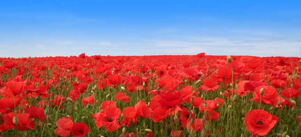 A1 Poppy Field