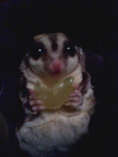 Sugar Glider