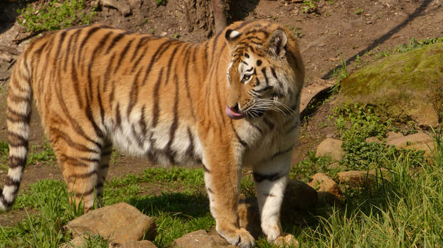 Explore The Best Amurtiger Art DeviantArt explore-the-best-amurtiger-art-deviantart