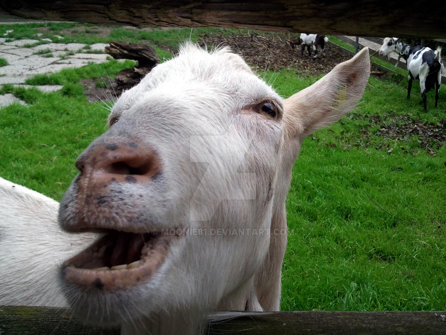 Goatis Happy Happy Goat by Moonie81 on DeviantArt