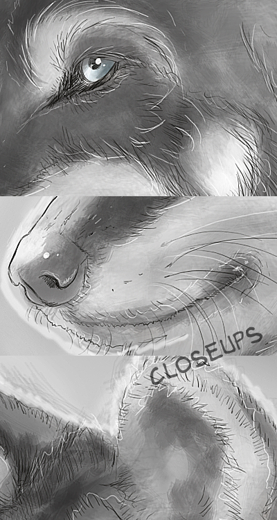 Silver Wolf - closeups