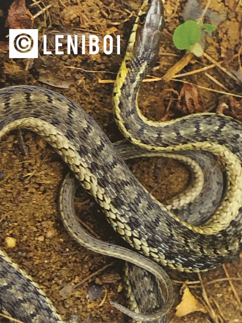 Garter Snake by leniboi on DeviantArt