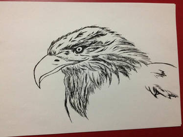 Eagle