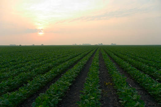 Sunrise over soybeans, May 05