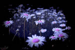 Daisies in the Dark by Joe-Lynn-Design