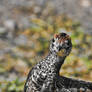 Mountain Grouse