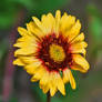 Wild Sunflower