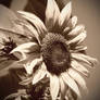 Sepia Sunflower