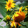 Sunflowers After the Wind