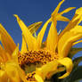 New Sunflower Waking