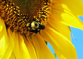 A Bee on a Sunflower