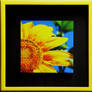 Framed Partial Sunflower