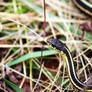 Narcisse Snake Dens 1