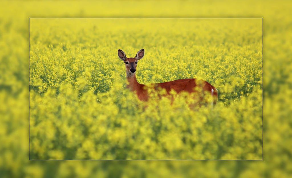 White Tail in a Canola Field