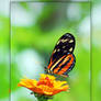 Butterfly 2