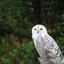 Snowy Owl Staring