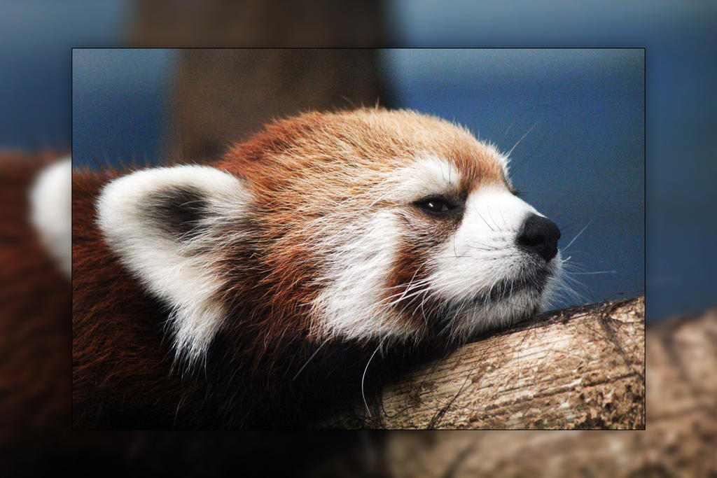 Firefox Red Panda Closeup By Joe Lynn Design On Deviantart