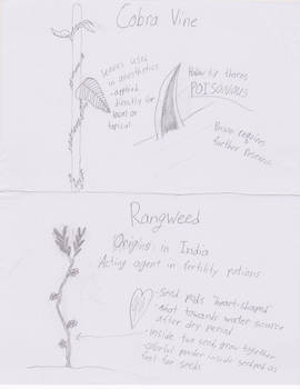 Cobra Vine and Rangweed