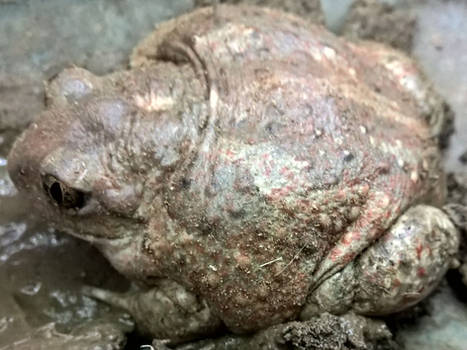Common spadefoot toad (Pelobates fuscus)