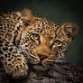 African-Leopard