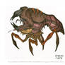 Blister Bug: SST
